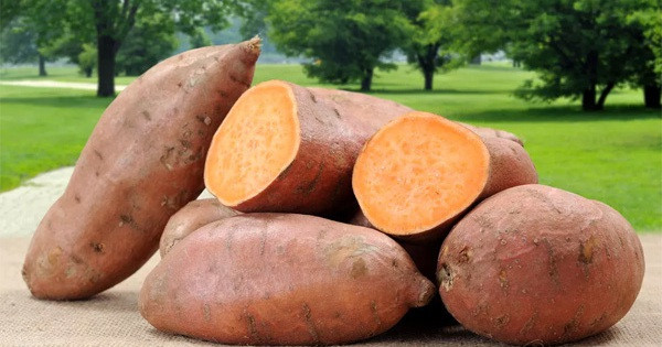 Thực tế, khoai lang có nhiều dinh dưỡng, đặc biệt giàu polyphenol. Vậy nhưng, nhận định khoai chứa nhiều polyphenol có thể chống ung thư được suy luận ở các thí nghiệm tế bào.