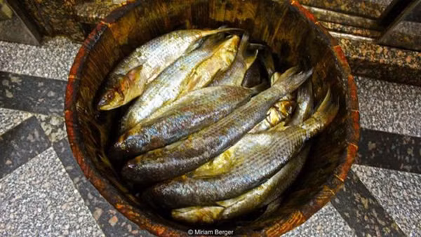 Có thể nói, bí quyết để có mẻ cá muối thơm ngon phụ thuộc vào lượng muối cần để ủ cá. Bí quyết thậm chí được giữ bí mật trong các gia đình.