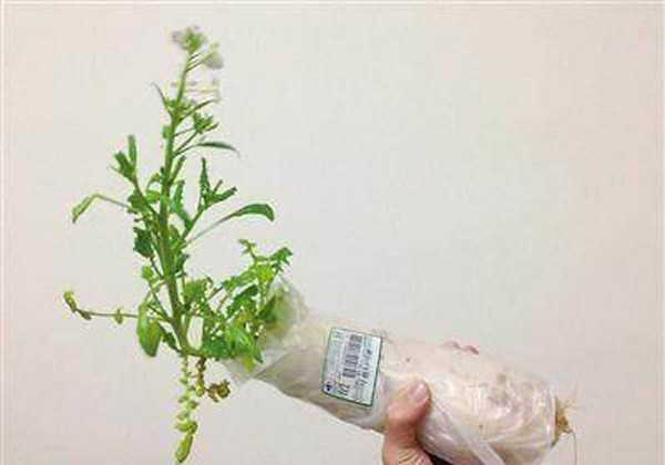 3. Mầm cải. Người Trung Quốc có câu: “Mùa đông ăn củ cải, mùa hạ ăn gừng” để nhấn mạnh giá trị sức khỏe của những thực phẩm này. Theo đó, củ cải thích hợp ăn mùa đông, có tác dụng làm ẩm, thông phổi.