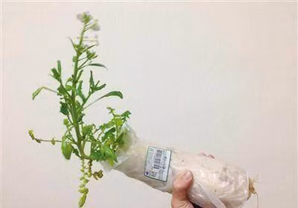 3. Mầm cải. Người Trung Quốc có câu: “Mùa đông ăn củ cải, mùa hạ ăn gừng” để nhấn mạnh giá trị sức khỏe của những thực phẩm này. Theo đó, củ cải thích hợp ăn mùa đông, có tác dụng làm ẩm, thông phổi.