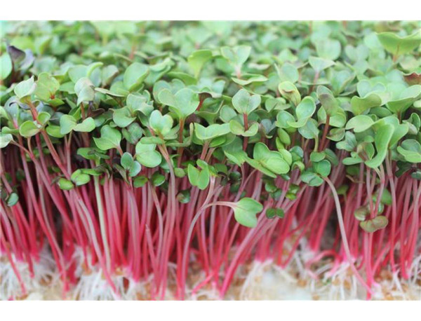 Cải rất dễ mọc mầm. Thay vì vứt bỏ, bạn nên giữ lại để chế biến món ăn bởi loại thực phẩm này mọc mầm không sinh ra chất độc hại. Mùi vị của chúng chỉ kém hơn một chút song giá trị dinh dưỡng không hề giảm. Nghiên cứu từng chỉ ra, rau mầm cải chứa hàm lượng vitamin C cao gấp 29 lần trong sữa; vitamin A cao gấp 4 lần và hàm lượng canxi cao gấp 10 lần trong khoai tây. Đây cũng là một nguồn cung cấp dồi dào carotene, chlorophyl, đạm dễ tiêu.