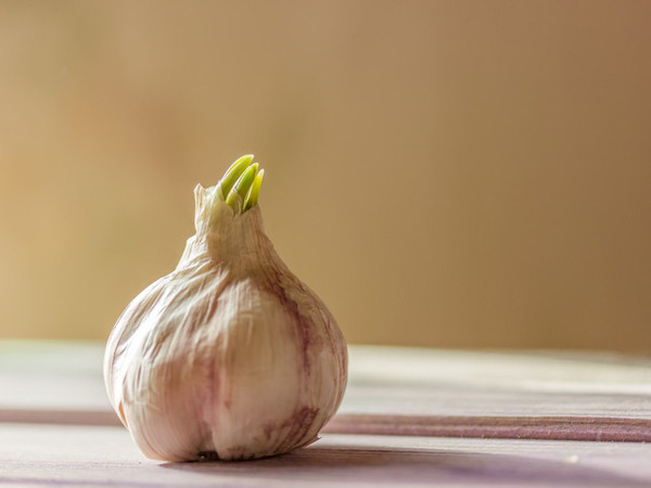 Theo Boldsky, dù mọc mầm song tỏi vẫn giữ được lượng vitamin C dồi dào giống như tỏi khô. Lượng vitamin C này cực lớn, vượt trội hơn hẳn so với nhiều loại rau.