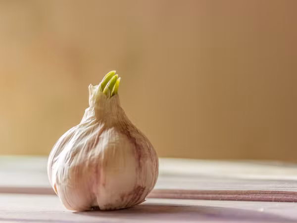 Theo Boldsky, dù mọc mầm song tỏi vẫn giữ được lượng vitamin C dồi dào giống như tỏi khô. Lượng vitamin C này cực lớn, vượt trội hơn hẳn so với nhiều loại rau.