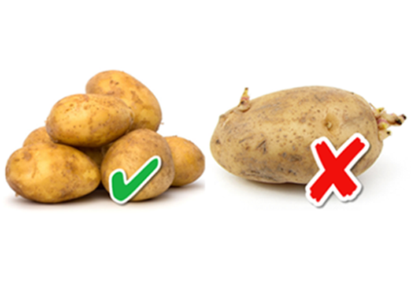 Trái với mối nguy sức khỏe từ khoai tây mọc mầm, những thực phẩm mọc mầm dưới đây lại được đánh giá cao về dinh dưỡng.