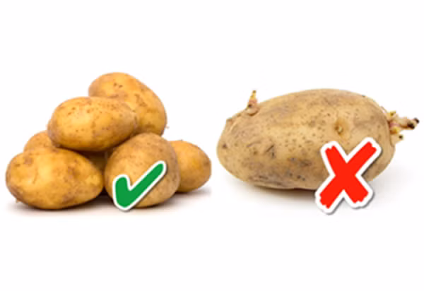 Trái với mối nguy sức khỏe từ khoai tây mọc mầm, những thực phẩm mọc mầm dưới đây lại được đánh giá cao về dinh dưỡng.