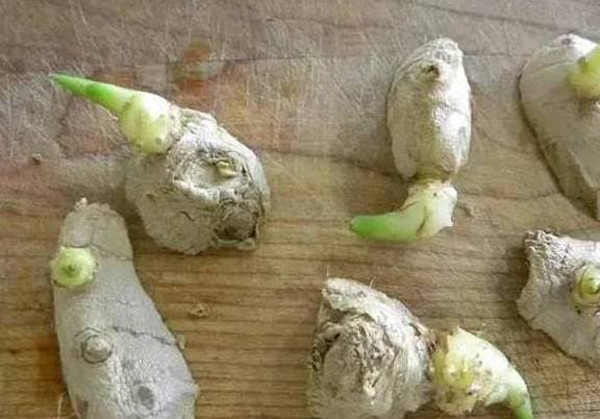 4. Gừng. Gừng là gia vị phổ biến, có thể làm ấm cơ thể, giải cảm hiệu quả... Gừng là loại củ dễ nảy mầm song nhìn chung không tạo ra độc tố. Gừng mọc mầm còn giảm bớt tính nóng, rát, tạo cảm giác nồng hơn về hương vị.