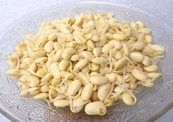 Ngoài cách chế biến trực tiếp, đậu nành còn được kích nảy mầm rồi mới chế biến món ăn. So với đậu nành khô, mầm đậu nành được đánh giá cao hơn về giá trị dinh dưỡng. Cụ thể, chúng chứa nhiều thành phần dinh dưỡng như isoflavone, riboflavin, niacin, các axit amin, protein thô và lipid. Chúng còn chứa một hàm lượng cao các nguyên tố vi lượng như kẽm, natri, kali, đồng, magie, phốt pho, sắt, mangan... dễ hấp thu.