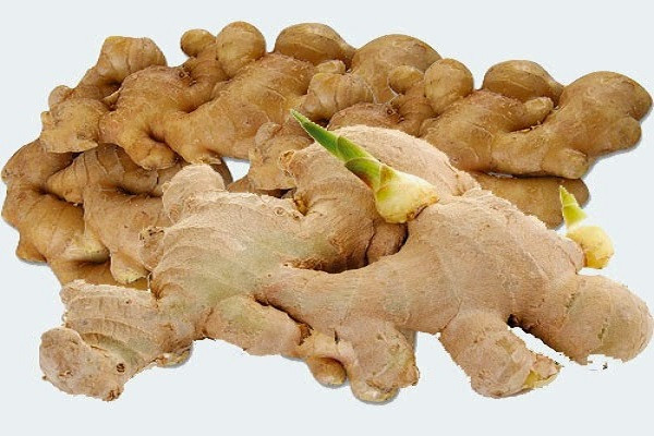 Nhìn chung, gừng mọc mầm có thể ăn được nhưng gừng có dấu hiệu bị thối, hỏng thì nên bỏ. Gừng thối sẽ sinh carcinole safrole có độc tính cao, có thể làm thoái hóa tế bào gan, gây hại cho gan.
