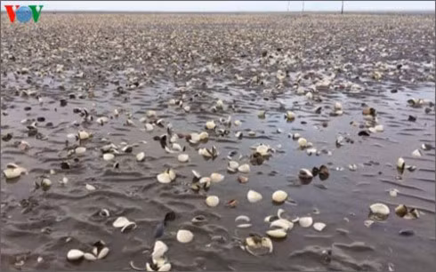 Cong bo nguyen nhan khien hai san chet bat thuong o Kien Giang