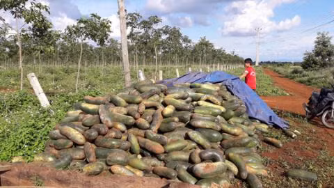 Sau chanh leo nguoi dan lai khoc rong vi bi xanh Dai Loan