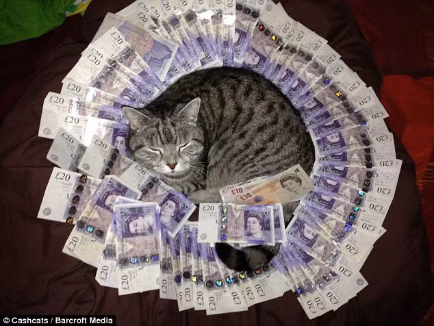 Ngủ trong núi tiền.