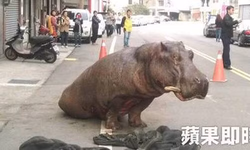 Hà mã nhảy khỏi xe tải đang chạy nước mắt giàn dụa hình ảnh 1 Ha ma nhay khoi xe tai dang chay nuoc mat gian dua hinh anh 1