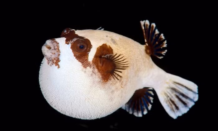 Cá nóc phồng mình để tự vệ ở biển Đỏ, Hy Lạp.