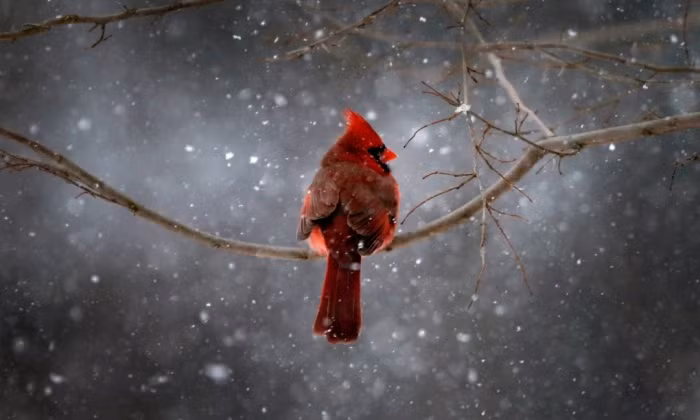 Chim giáo chủ đậu trên cành cây dưới mưa tuyết ở ngoại ô thành phố New York, Mỹ.