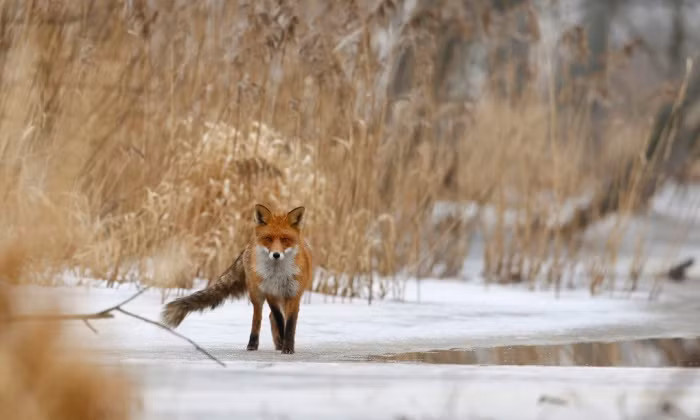 Cáo kiếm ăn trong rừng tại khu bảo tồn Nalibokskaya Pushcha, gần Minsk, Belarus.