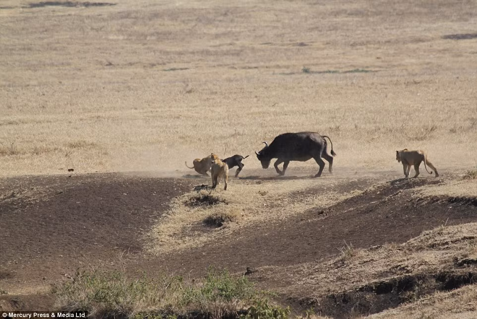 Trau quyet chien voi bay su tu doi de cuu con hinh anh 2