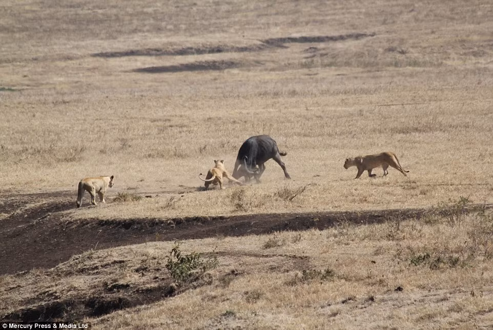 Trau quyet chien voi bay su tu doi de cuu con hinh anh