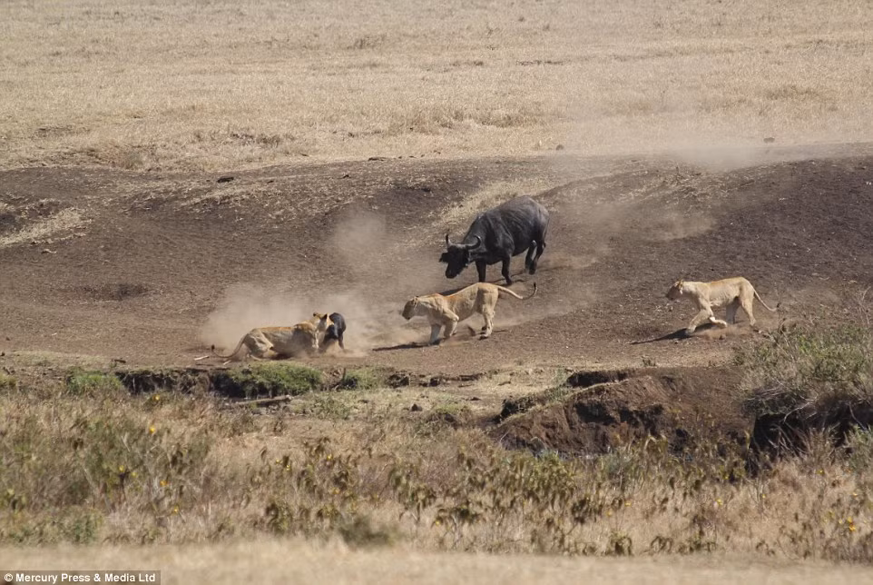 Trau quyet chien voi bay su tu doi de cuu con hinh anh 4