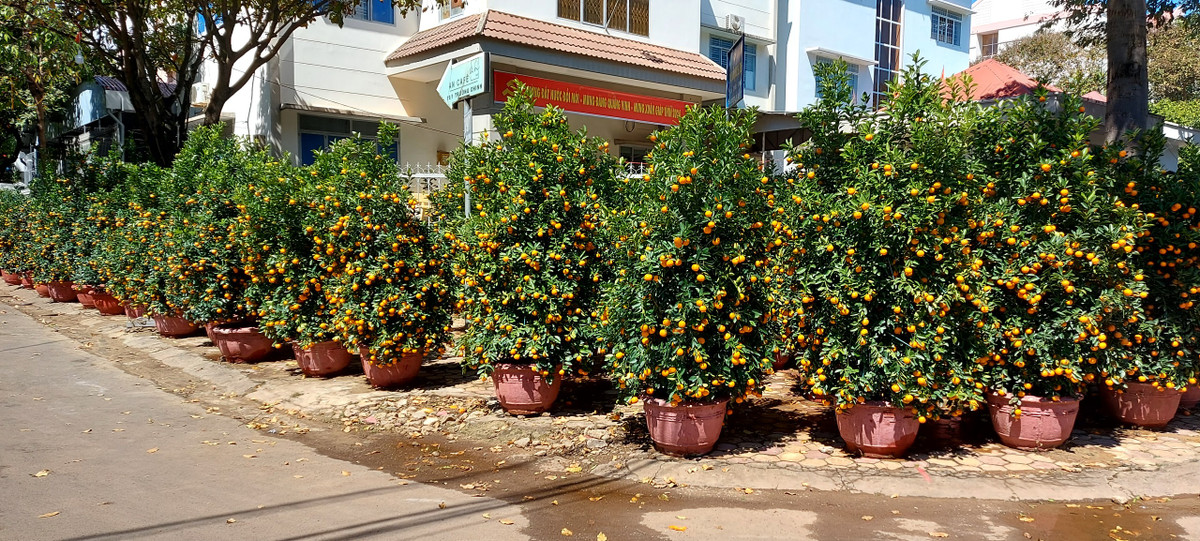 TP Buon Ma Thuot ron rang don Tet Giap Thin-Hinh-12