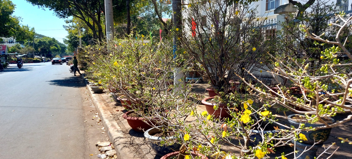 TP Buon Ma Thuot ron rang don Tet Giap Thin-Hinh-10