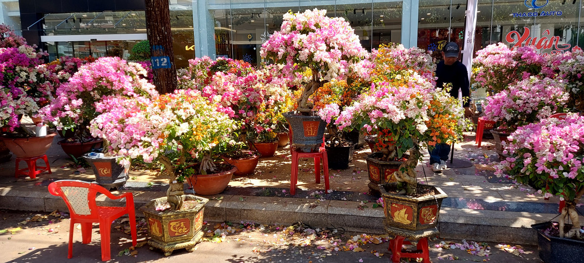 TP Buon Ma Thuot ron rang don Tet Giap Thin-Hinh-11