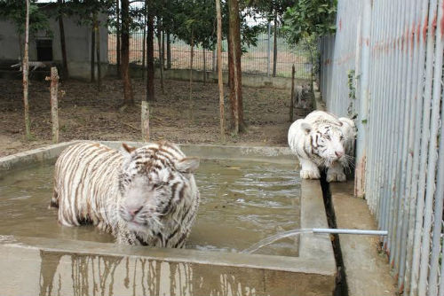 Vu ho vo o KST Muong Thanh: Nan nhan hoi phuc tot-Hinh-2