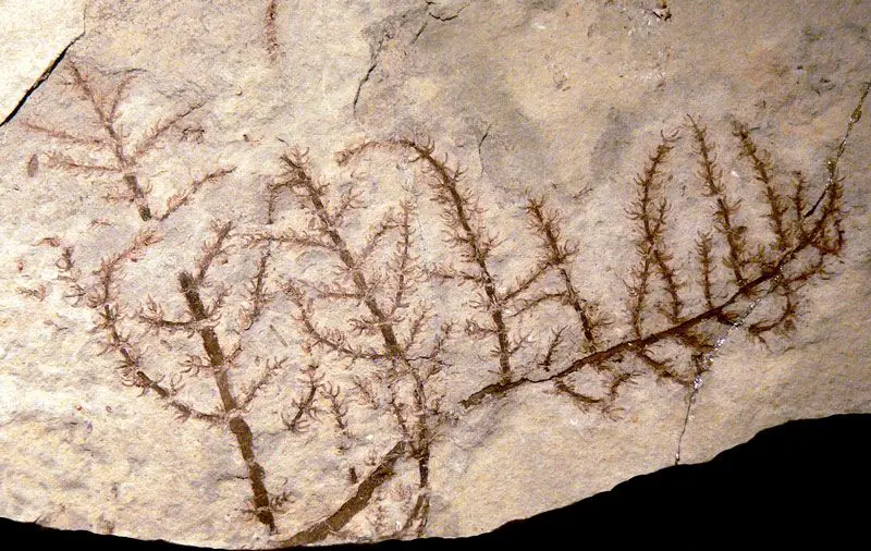 Các nhà nghiên cứu đã xác định rằng loài cây này sống cách đây khoảng 125 - 130 triệu năm, cùng thời kỳ với các loài khủng long nổi tiếng như Iguanodon và Brachiosaurus. Điều này chứng tỏ Montsechia Vidalii có "tuổi đời" bằng hoặc lâu hơn so với loài Archaefructus, một loài cây có hoa được tìm thấy ở Trung Quốc.