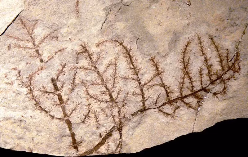 Các nhà nghiên cứu đã xác định rằng loài cây này sống cách đây khoảng 125 - 130 triệu năm, cùng thời kỳ với các loài khủng long nổi tiếng như Iguanodon và Brachiosaurus. Điều này chứng tỏ Montsechia Vidalii có "tuổi đời" bằng hoặc lâu hơn so với loài Archaefructus, một loài cây có hoa được tìm thấy ở Trung Quốc.