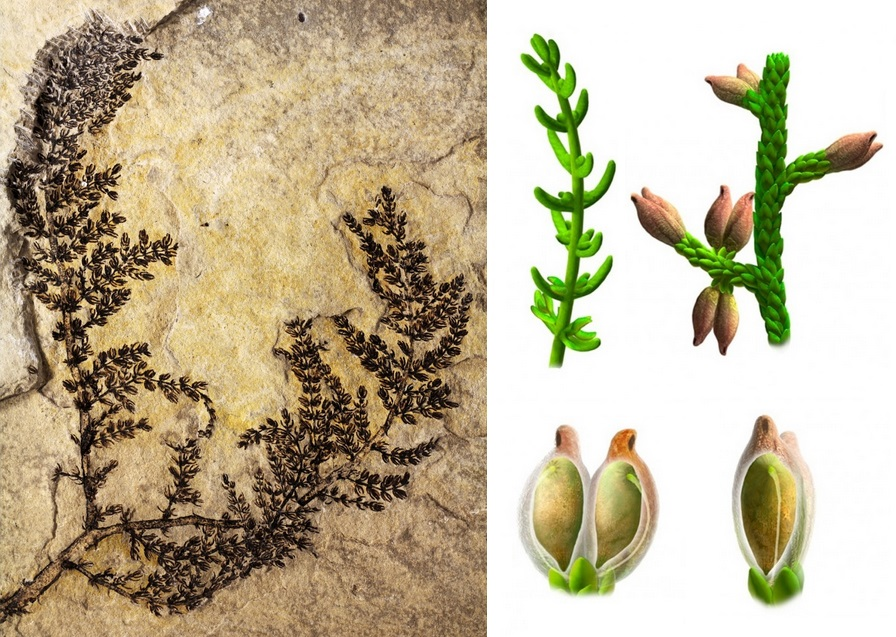 Montsechia Vidalii là một loài cây sống dưới nước, có vẻ ngoài tương tự như rong biển nhưng đặc biệt ở chỗ nó chứa hạt giống, một đặc điểm quan trọng của thực vật có hoa (hay còn gọi là thực vật hạt kín).