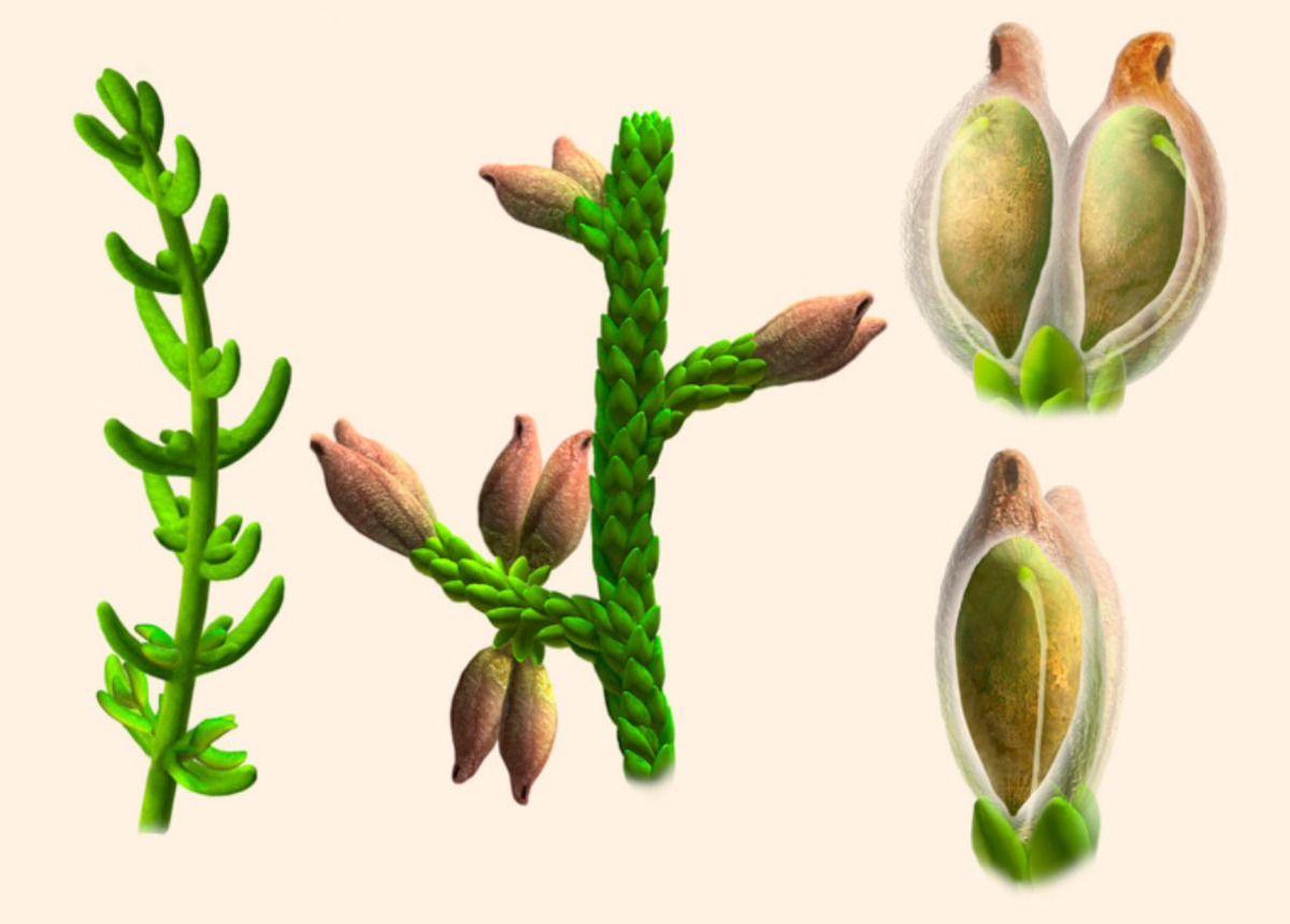 Các mẫu hóa thạch của Montsechia Vidalii đã cung cấp nhiều thông tin quý giá. Mặc dù không có các bộ phận hoa rõ ràng như cánh hoa hay nơi tiết mật để thu hút côn trùng, loài cây này vẫn được xác định là cây có hoa thông qua cấu trúc đặc biệt của hạt giống. Điều này đã giúp các nhà khoa học hiểu rõ hơn về sự tiến hóa ban đầu của thực vật có hoa.