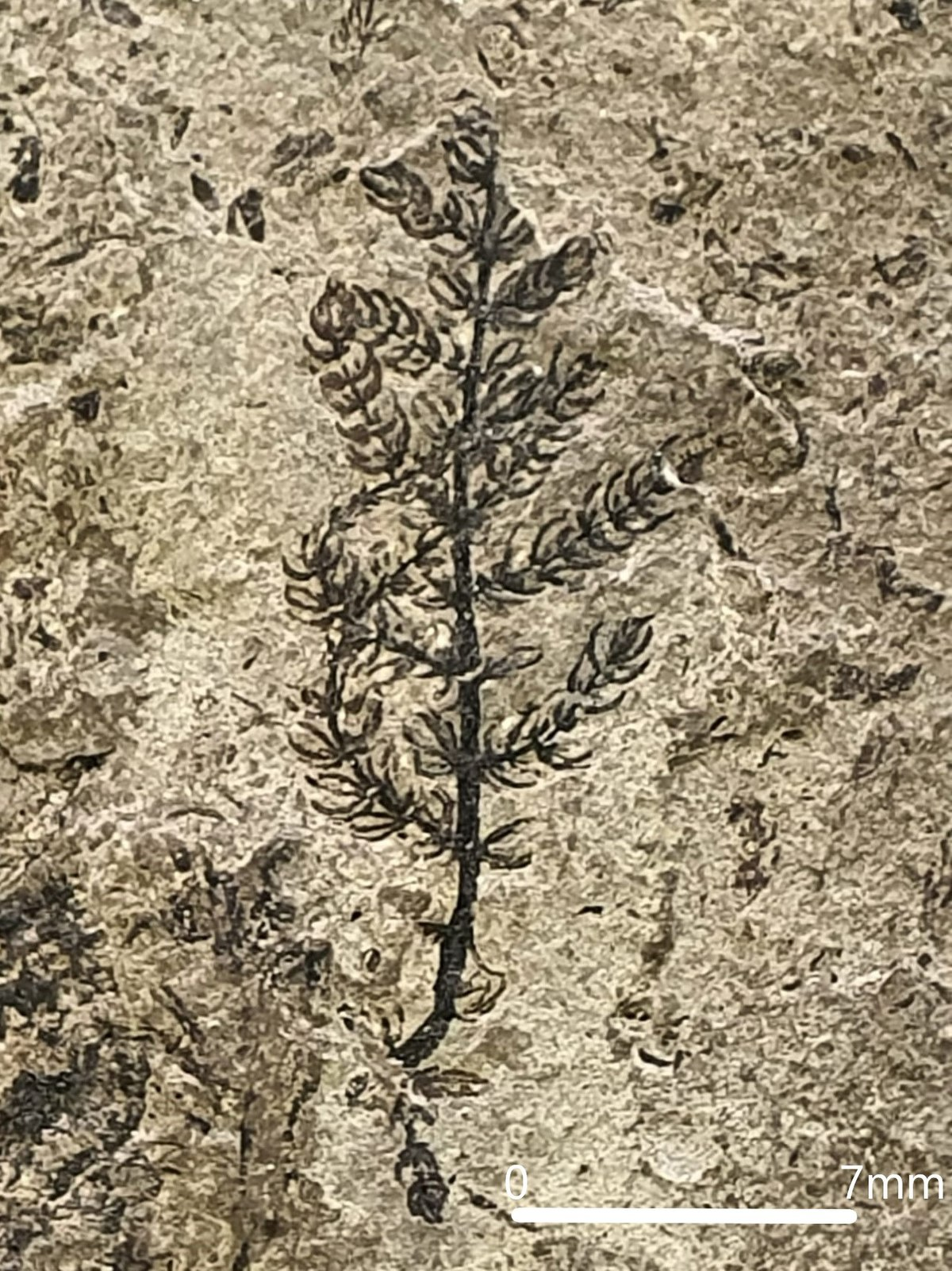 Phát hiện về Montsechia Vidalii đã làm sáng tỏ lịch sử tiến hóa ban đầu của thực vật có hoa, một trong những nhóm thực vật quan trọng nhất đối với sự sống trên hành tinh. Thực vật có hoa không chỉ đóng vai trò quan trọng trong hệ sinh thái mà còn là nguồn cung cấp lương thực chủ yếu cho con người và động vật.