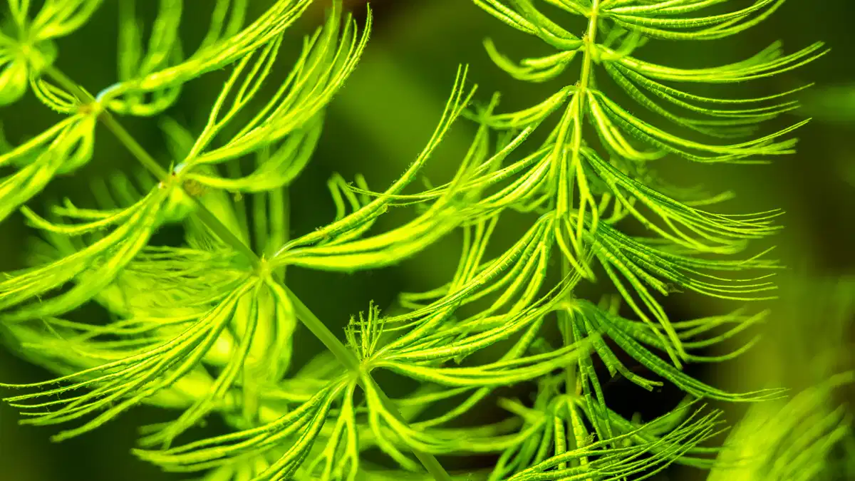 Phát hiện này cũng nhấn mạnh tầm quan trọng của việc bảo tồn và nghiên cứu các mẫu hóa thạch. Những mảnh ghép từ quá khứ này chính là chìa khóa mở ra cánh cửa hiểu biết về lịch sử tiến hóa của Trái đất và sự sống trên đó.