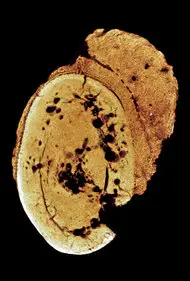 Điều này được công bố trên tạp chí South African Journal of Science năm 2016.