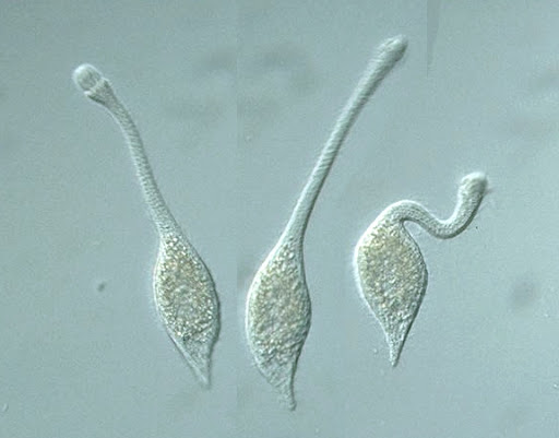 Mới đây, các nhà nghiên cứu Eliott Flaum và Manu Prakash từ Đại học Stanford đã giải đáp cách L. olor thực hiện điều này mà không làm rách màng tế bào.
