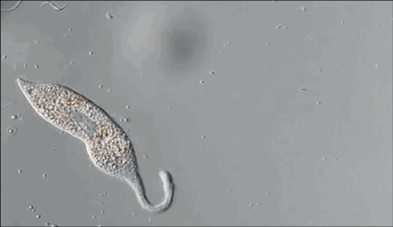 Họ phát hiện rằng màng tế bào và cấu trúc bên trong của sinh vật này được gấp lại theo kiểu origami, giúp nó kéo dài và thu ngắn cổ một cách dễ dàng và bền bỉ.