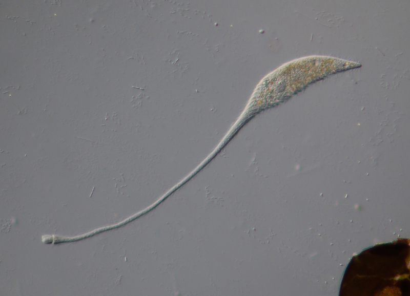  Sinh vật đơn bào Lacrymaria olor sử dụng kỹ thuật săn mồi kỳ lạ, kéo dài "cái cổ" ra gấp khoảng 30 lần chiều dài cơ thể để tóm lấy con mồi. Hành động này khiến nó giống như quái vật hồ Loch Ness.