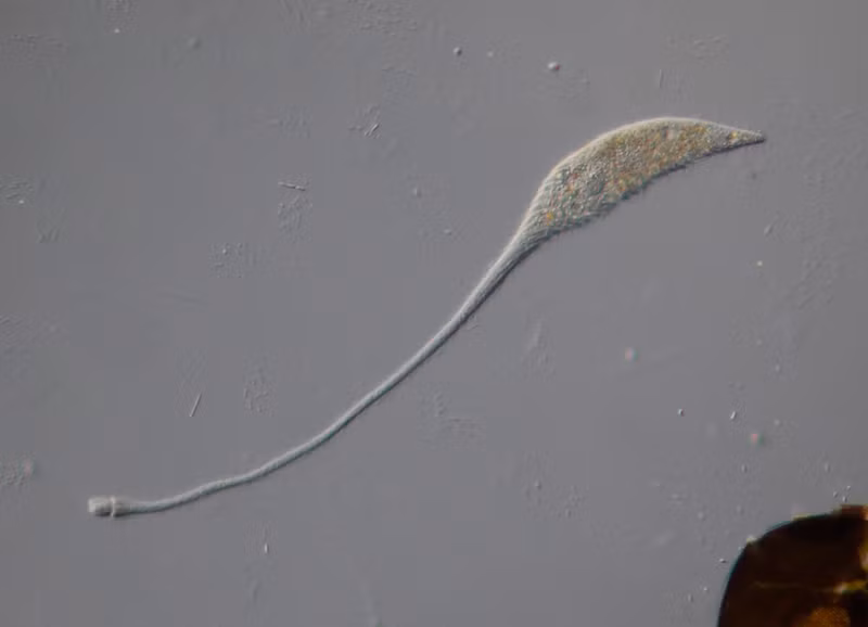  Sinh vật đơn bào Lacrymaria olor sử dụng kỹ thuật săn mồi kỳ lạ, kéo dài "cái cổ" ra gấp khoảng 30 lần chiều dài cơ thể để tóm lấy con mồi. Hành động này khiến nó giống như quái vật hồ Loch Ness.