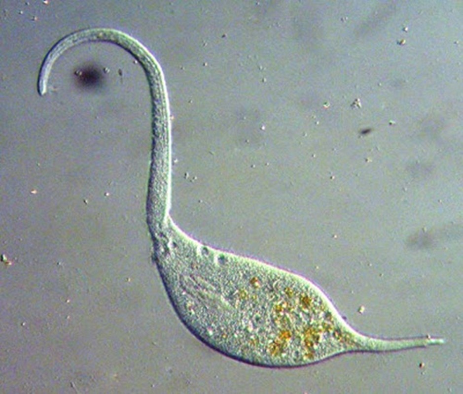 Lacrymaria olor là một trong những đối tượng nhiếp ảnh được yêu thích của nhiều nhiếp ảnh gia có đam mê với thế giới vi mô, gồm toàn các sinh vật cực nhỏ bé chỉ có thể nhìn thấy dưới kính hiển vi.