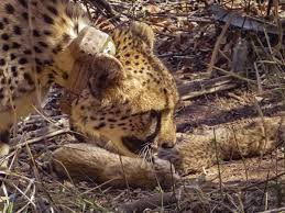 Loài báo này có trọng lượng gấp 3-4 lần báo săn hiện đại, là minh chứng cho sự đa dạng và tiến hóa đáng kinh ngạc của động vật cổ đại.