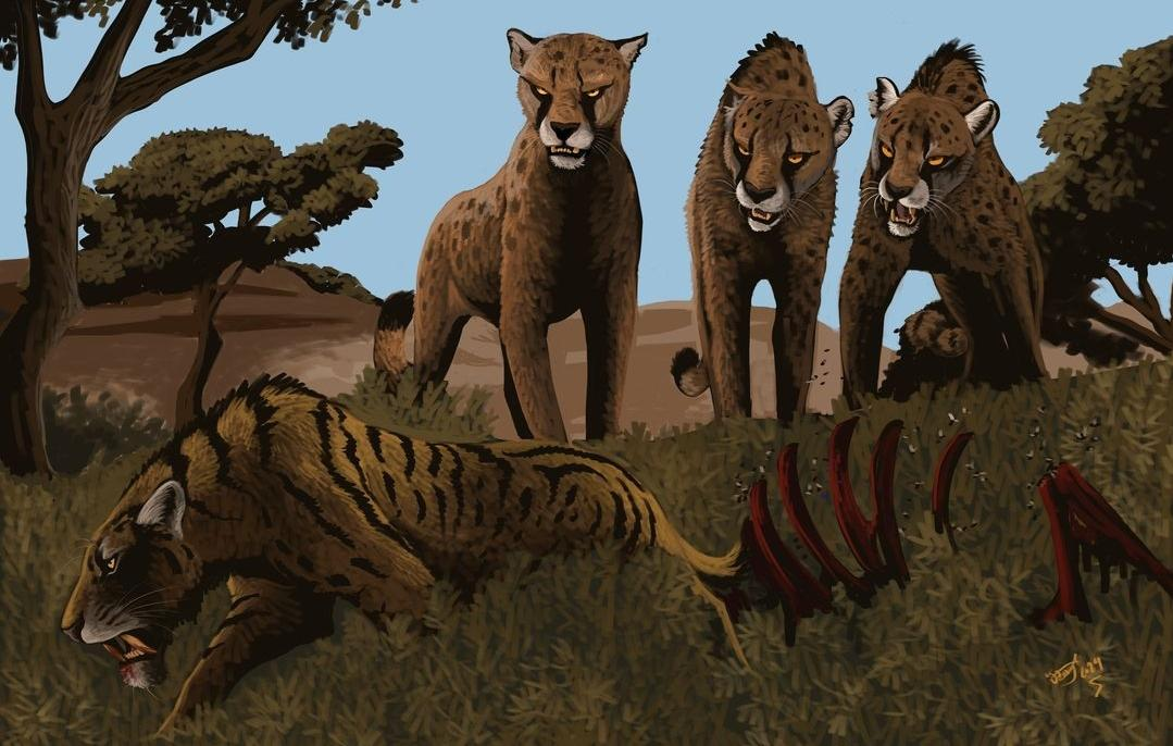 Loài báo khổng lồ này có trọng lượng từ 130 đến 190 kg, có ngoại hình giống báo săn hiện đại ở châu Phi, chỉ khác biệt ở kích thước khổng lồ.