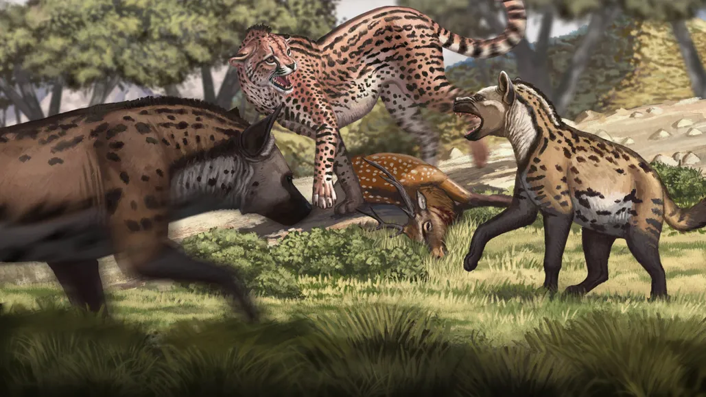 Phát hiện về Acinonyx pleistocaenicus không chỉ cung cấp cái nhìn sâu sắc về sự tiến hóa của loài báo săn mà còn là bằng chứng quan trọng về tác động của biến đổi khí hậu đến sự sống trên Trái Đất.