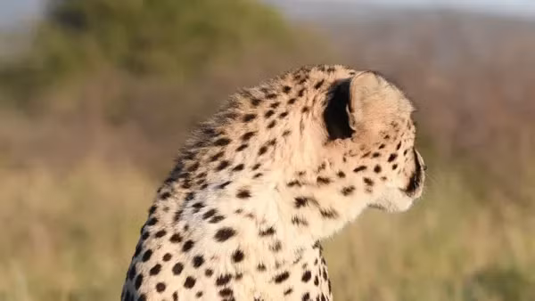 Những con báo khổng lồ này là minh chứng cho sự đa dạng sinh học trong quá khứ và là lời nhắc nhở chúng ta về tầm quan trọng của việc hiểu và bảo vệ môi trường sống.