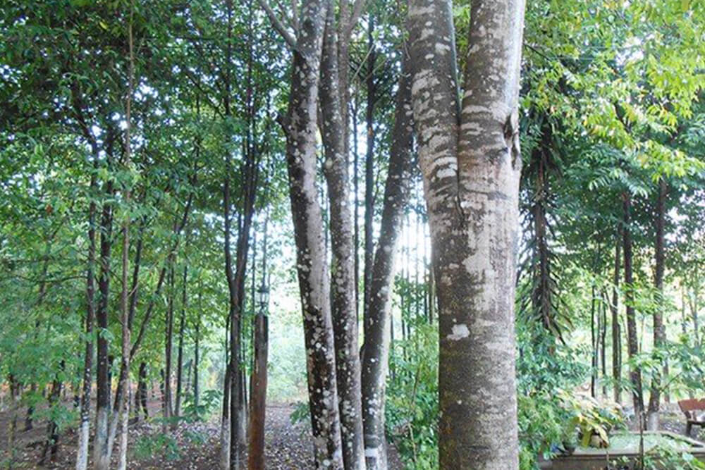 Trầm hương (Agar wood) là phần gỗ mục thơm hình thành trên thân cây dó bầu – loại cây mọc nhiều ở các khu rừng già Nam Bộ nước ta.