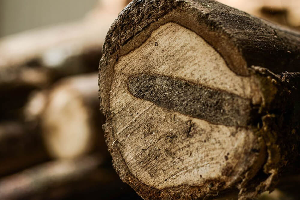 Trong quá trình hình thành cho đến lúc sinh trưởng và phát triển thì không thể tránh khỏi những vết thương, dầu trong cây từ đó mà tụ lại để kháng cự sự nhiễm bệnh cũng như sửa chữa lại vết bị thương đó. Sau một thời gian dài, dần dần cùng với sự kết hợp của độ ẩm, nấm và vi khuẩn, phần gỗ bị thương đó biến tính thành trầm – phần gỗ chứa tinh dầu đặc biệt.