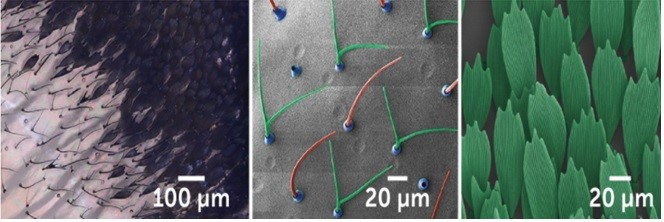 Mới đây, các nhà khoa học đã phát hiện ra rằng cấu trúc nano ngẫu nhiên trên bề mặt cánh của chúng là nguyên nhân khiến cánh có vẻ ngoài “vô hình”.