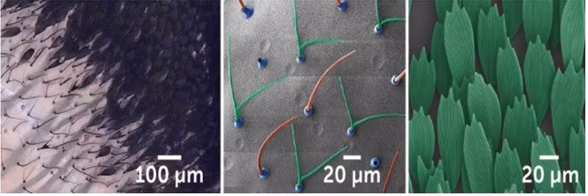 Mới đây, các nhà khoa học đã phát hiện ra rằng cấu trúc nano ngẫu nhiên trên bề mặt cánh của chúng là nguyên nhân khiến cánh có vẻ ngoài “vô hình”.
