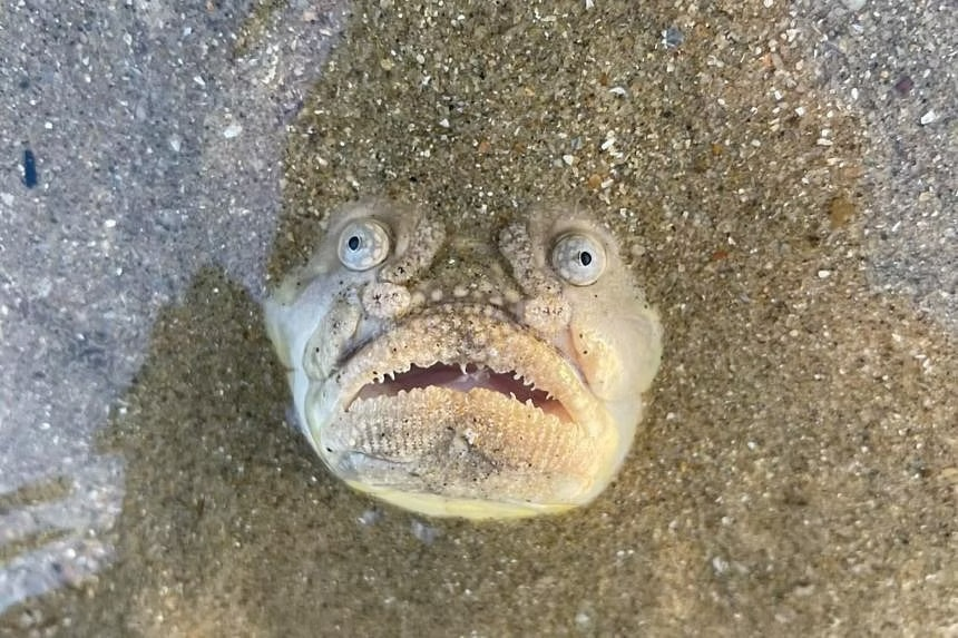 Hình ảnh sinh vật với đôi mắt lồi và khuôn mặt kỳ dị khiến nhiều người liên tưởng đến các nhân vật nổi tiếng như chú chó bulldog Pháp, diễn viên Steve Buscemi và nhân vật Gollum trong phim Chúa tể những chiếc nhẫn. (Ảnh: The Untamed Paths)