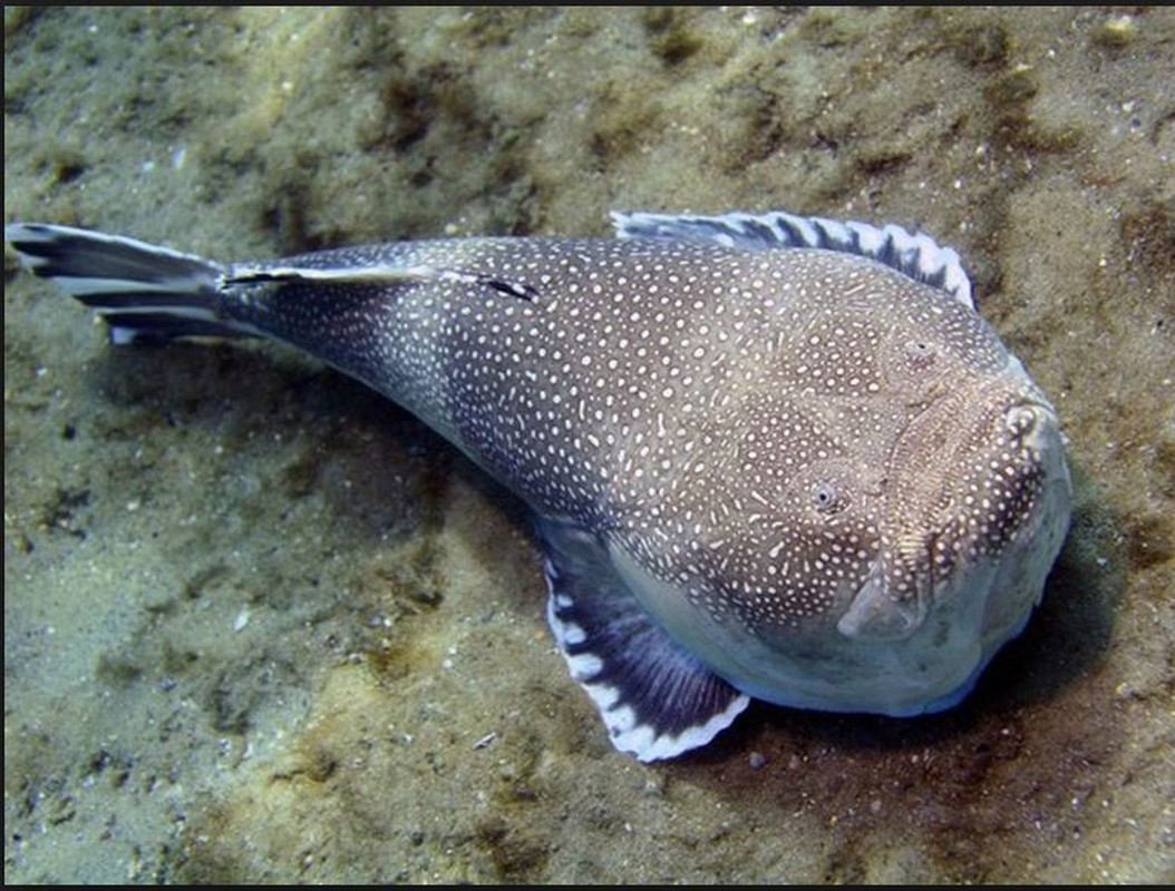 Cá stargazer hay cá chiêm tinh có tên khoa học là Uranoscopus. Loài cá này sở hữu hàm răng lởm chởm, nhọn hoắt đến rợn người. Cá stargazer có đôi mắt nằm trên đỉnh đầu và nhìn hướng lên trên.