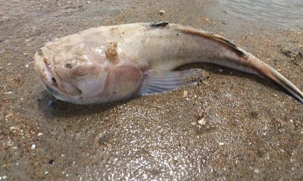 Cá stargazer thường vùi mình dưới lớp cát khi săn mồi, chỉ để hở hàm răng nhọn hoắt và đôi mắt. Thức ăn của chúng bao gồm cá nhỏ, cua và loài giáp xác. Vì vậy loài cá này được coi là loài động vật ăn thịt chuyên đánh lén.