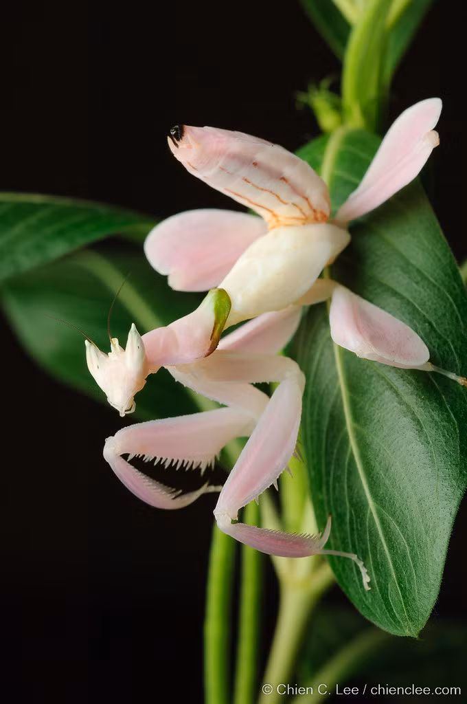 Vì sự độc đáo của mình, bọ ngựa phong lan là loài được các nhà sưu tầm côn trùng ưa chuộng.